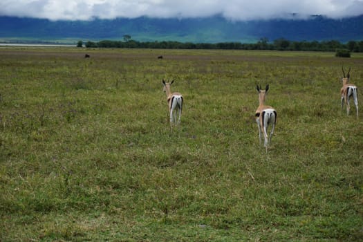 Group of three Thomson's Gazelles caught in the Ngorongoro Crater, Tanzania 2021
