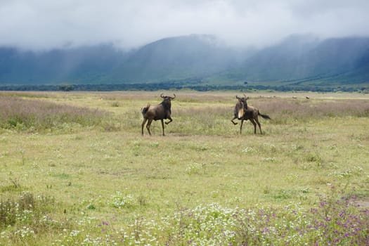 Dancing wildebeest preparing for a fight, Ngorongoro Crater, Tanzania 2021