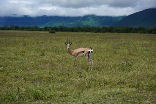 Beautiful Thomson's Gazelle caught in the Ngorongoro Crater, Tanzania 2021