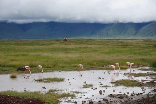 Group of flamingos standing in the water with 4x4 in the background, Norongoro Crater, Tanzania 2021