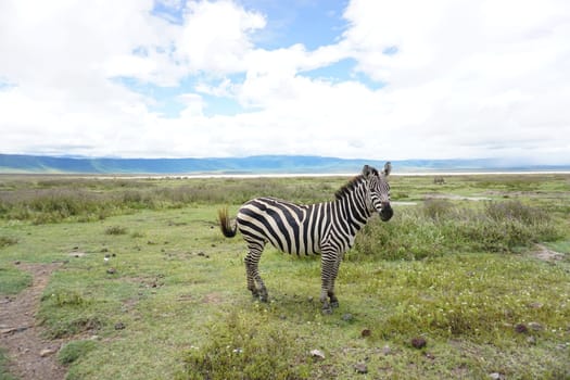 Passing an excited zebra in the Ngorongoro Crater National Park, Tanzania 2021
