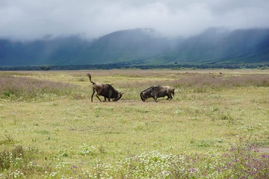 Two male wildebeest, gnus, about to start a fight, Ngorongoro Crater, Tanzania 2021