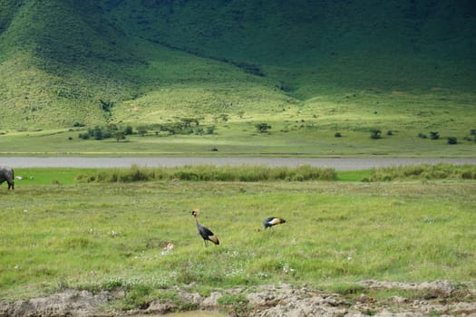 Two black crowned cranes in the Ngorongoro Crater, Tanzania 2021