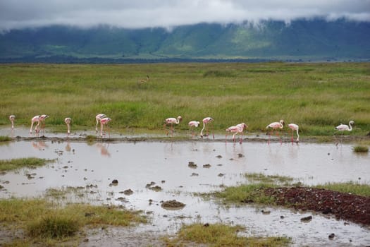 Group of flamingos standing in the water and searching for food, Ngorongoro Crater, Tanzania 2021