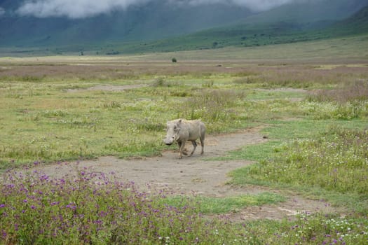 Warthog spotted in the Ngorongoro Crater, exploring the area, Tanzania 2021