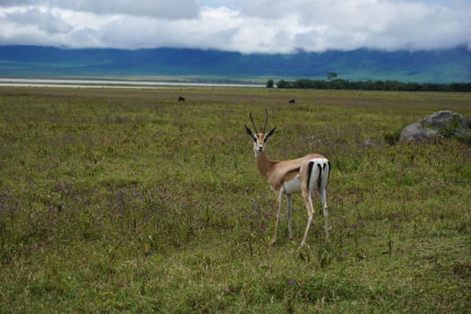 Curious Thomson's Gazelle caught in the Ngorongoro Crater, Tanzania 2021