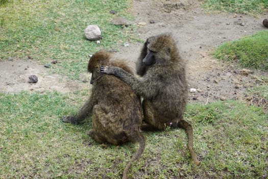 Two baboons lousing each other in the Ngorongoro Crater, Tanzania 2021