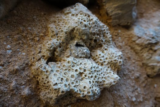 Close-up on one of the coral walls in Stone Town, Zanzibar, Tanzania 2021