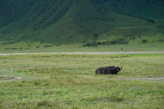 Water buffalo relaxing in the Ngorongoro Crater on a cloudy day, Tanzania 2021