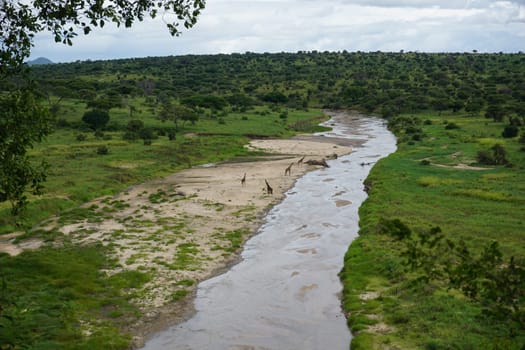 View onto the Tarangire River with a group of giraffes, Tarangire National Park, Tanzania 2021