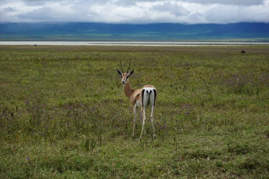Observing Thomson's Gazelle in the Ngorongoro Crater, Tanzania 2021