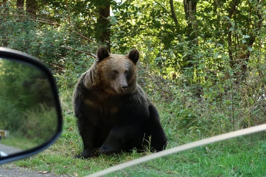 Shot of a female brown bear out of a car window, Transfagarasan Highway, Romania 2021