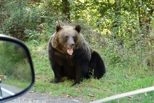 Female, adult brown bear nex to the road, close to a car, Transfagarasan Highway, Romania
