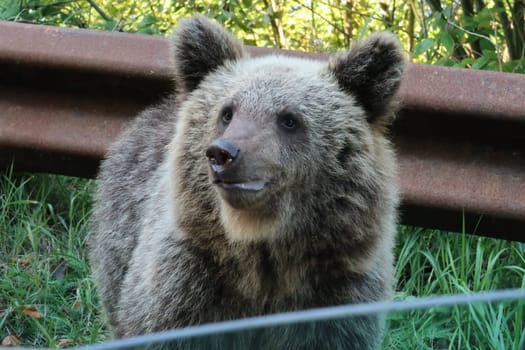 Shot of a baby brown bear, taken out of an open car window, Transfagarasan Highway, Romania 2021