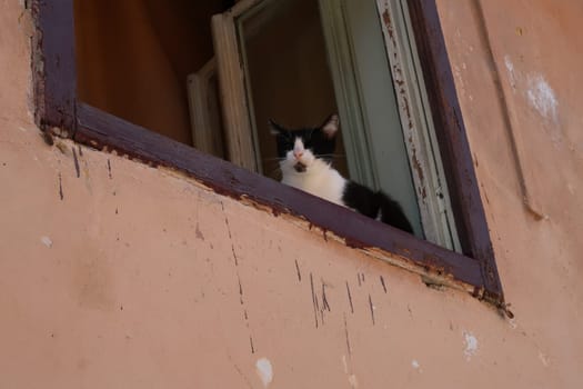 Cute cat watching pedestrians in the old town of Sibiu, Romania 2021