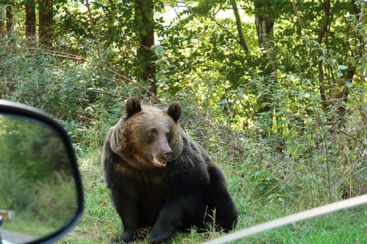 Mother brown bear next to the road, picture taken out of my car, Transfagarasan Highway, Romania 2021