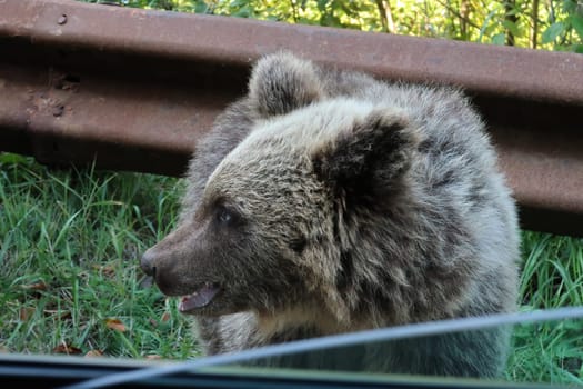 Brave baby brown bear, next to the road, Transfagarasan Highway, Romania 2021