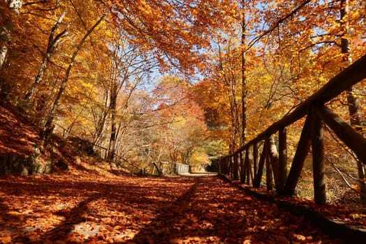 View onto picturesque bridge in the woods around Rila Monastery in autumn, Bulgaria 2021