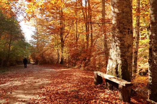 Bench on a walkway in the forest at Rila Monastery with inviting bench, Bulgaria 2021