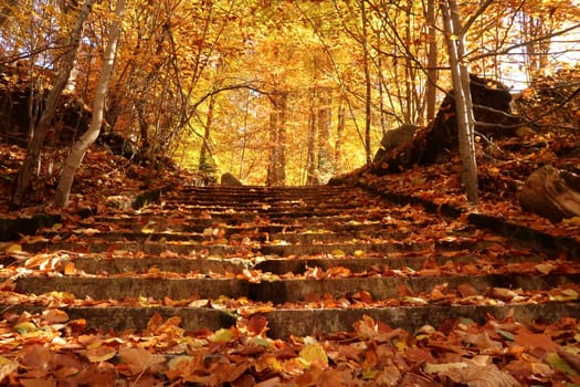 Stairway covered in leaves and colorful treetops in the background at Rila Monastery, Bulgaria 2021