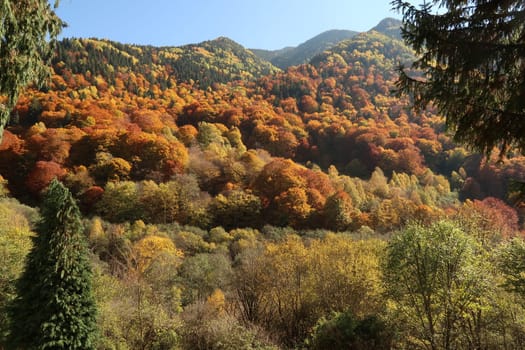 Colorful forest surrounding Rila Monastery in autumn, Bulgaria 2021