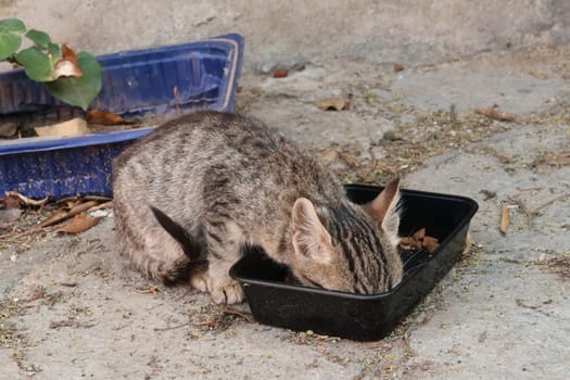 Hungry kitten eating from a plastic tray in Ano Poli neighborhood, Thessaloniki, Greece 2021
