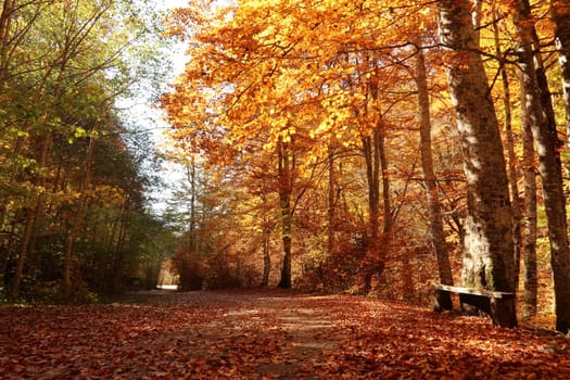 Path in the park surrounding Rila Monastery in autumn with bench, Bulgaria 2021