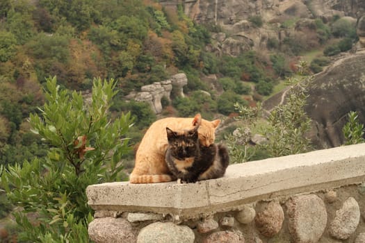 Two beautiful cats cuddling at the side of the road close to the Meteora Monasteries, Greece 2021