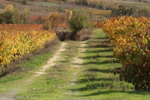 View onto a colorful vineyard on mainland greece in fall during golden hour, Greece 2021
