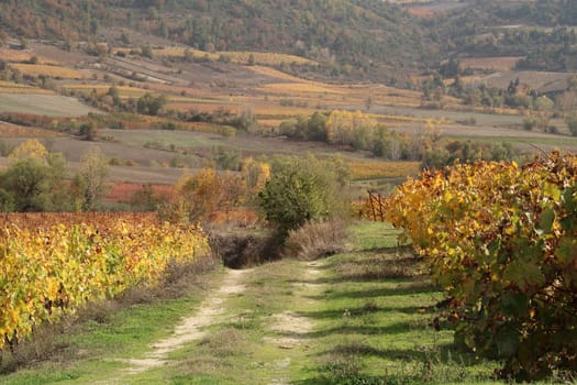 Picturesque colorful vineyard in fall during golden hour, Greece 2021