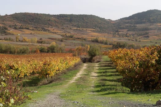 Colorful vineyard on mainland greece in fall during golden hour, Greece 2021