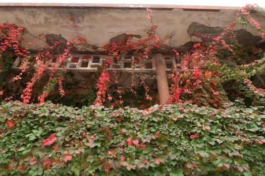 Vines completely overgrowing the facade and balcony of a house on Crete, Greece 2021