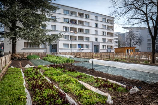 Gardening vegetable container. Vegetable garden on the terrace. Salads growing in a container in an urban neighborhood