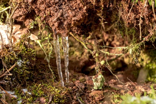 Two icicles hang in the forest on the ground between moss on a crack in the ground
