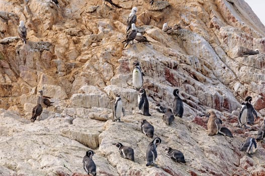 A Group of Humboldt Penguins on a Remote Island on the Ballestas Island in Peru