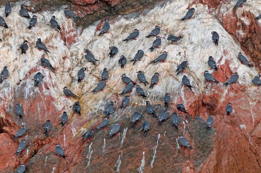 A Flock of Inca Terns on a Rocky Island on the Ballestas Islands in Peru