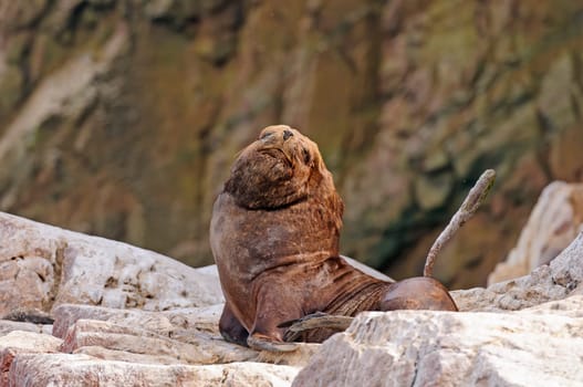 A Large Male South American Sea Lion on a Remote Island on the Ballestas Islands in Peru