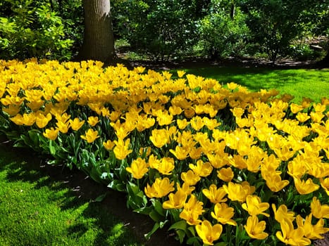 Beautiful tulips in the garden.