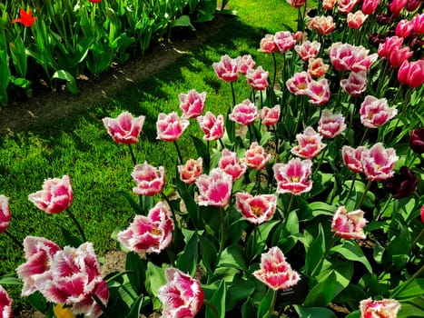 Beautiful tulips in the garden.