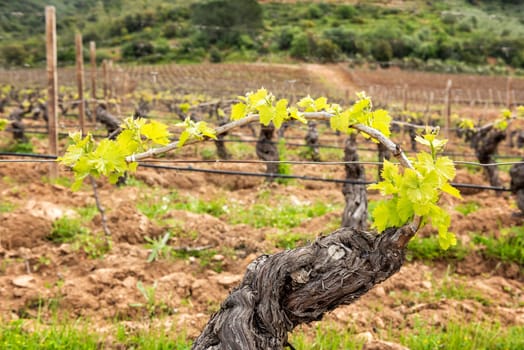 Young inflorescence of the vine. Close-up of the buds and young leaves in the branches of a vineyard in Sardinia, Italy. Traditional agriculture.