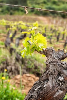 Young inflorescence of the vine. Close-up of the buds and young leaves in the branches of a vineyard in Sardinia, Italy. Traditional agriculture.