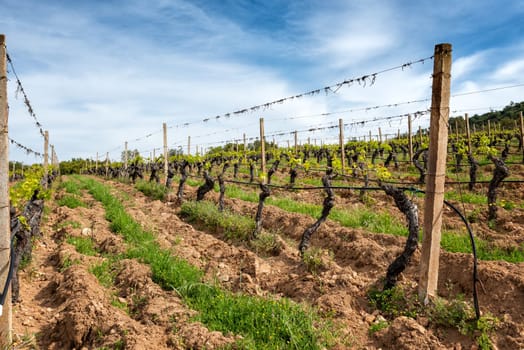 Vineyard in spring with new shoots and young leaves in the branches. Young inflorescence of the vine. Traditional agriculture. Sardinia, Italy.