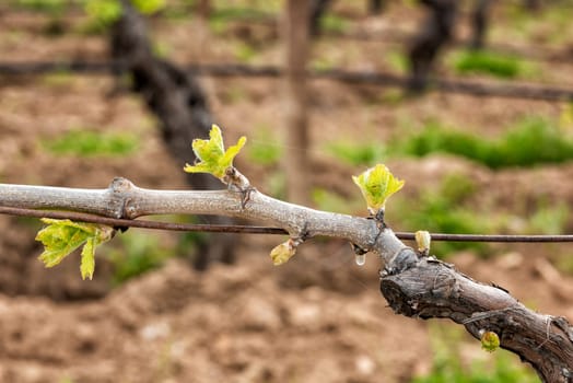 Young inflorescence of the vine. Close-up of the buds and young leaves in the branches of a vineyard in Sardinia, Italy. Traditional agriculture.
