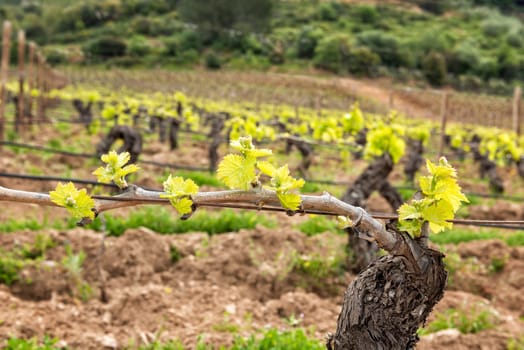 Young inflorescence of the vine. Close-up of the buds and young leaves in the branches of a vineyard in Sardinia, Italy. Traditional agriculture.