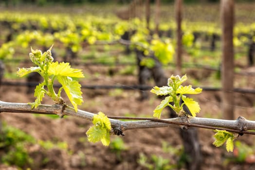 Young inflorescence of the vine. Close-up of the buds and young leaves in the branches of a vineyard in Sardinia, Italy. Traditional agriculture.