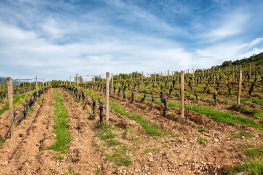 Vineyard in spring with new shoots and young leaves in the branches. Young inflorescence of the vine. Traditional agriculture. Sardinia, Italy.