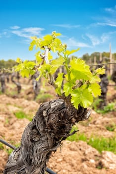 Young inflorescence of the vine. Close-up of the buds and young leaves in the branches of a vineyard in Sardinia, Italy. Traditional agriculture.