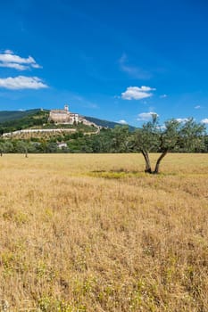Olive trees in Assisi village in Umbria region, Italy. The town is famous for the most important Italian St. Francis Basilica (Basilica di San Francesco)