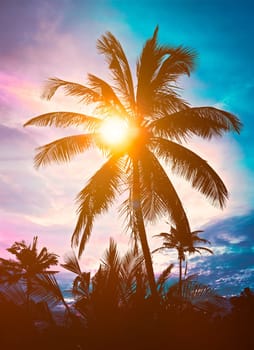 Palm silhouette against sky on sunset