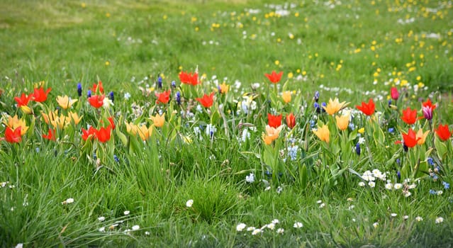 Early blommers on the meadow